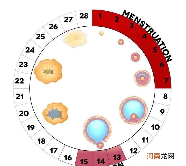 月经周期的长短 月经过后第七天同房会怀孕吗