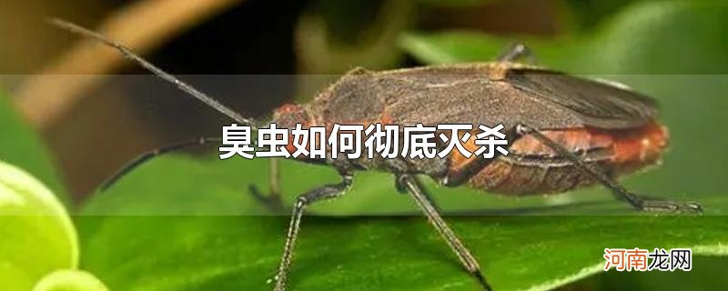 臭虫如何彻底灭杀