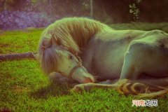 马为什么每天站着睡觉 马的生活习性和特点