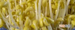 黄豆芽的生长过程 豆芽的生长过程记录