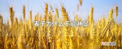 麦子为什么不能淋湿