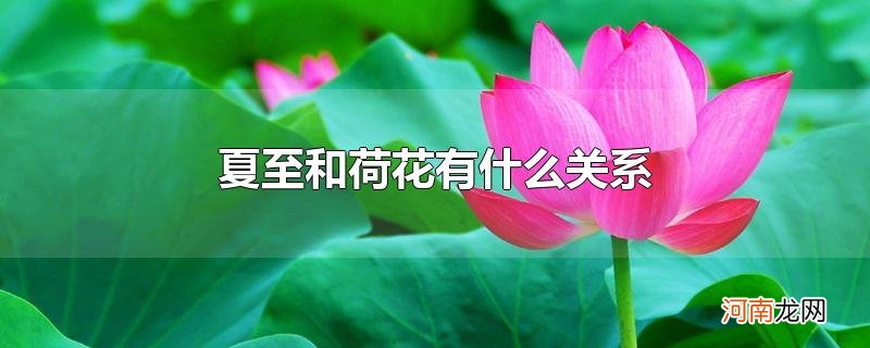 夏至和荷花有什么关系