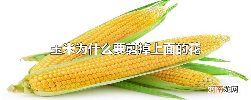 玉米为什么要剪掉上面的花