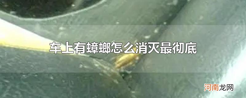 车上有蟑螂怎么消灭最彻底