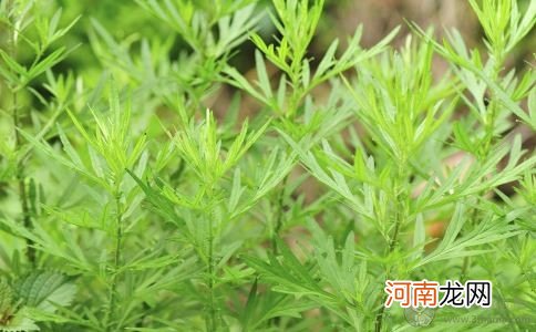 夏季宝宝防痱子 超实用的防痱小妙招