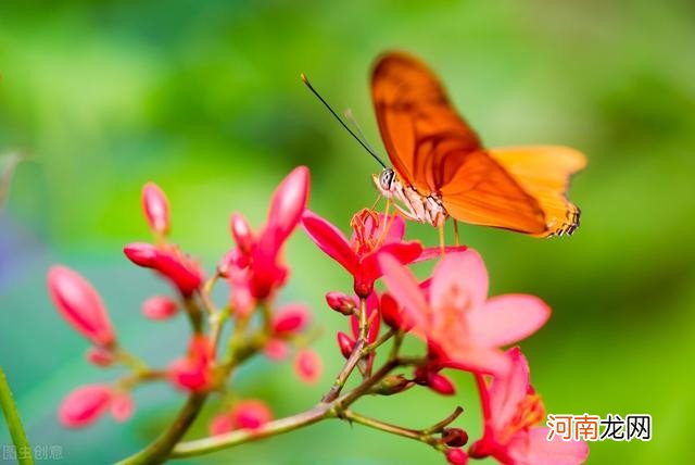 庄周梦蝶的内涵 庄周梦蝶的寓意是什么