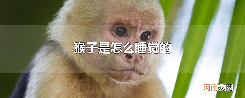 猴子是怎么睡觉的