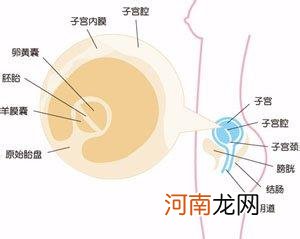 28个建议助你顺利度过怀孕期