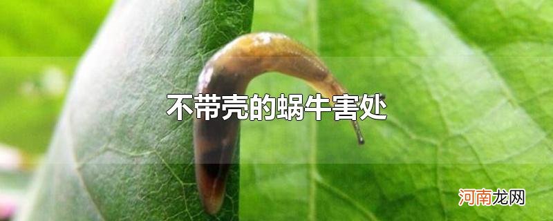 不带壳的蜗牛害处