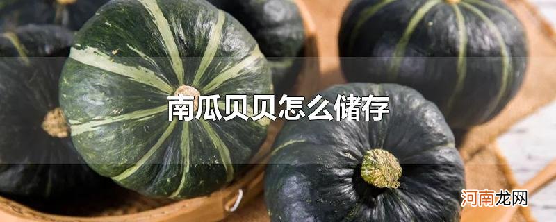 南瓜贝贝怎么储存