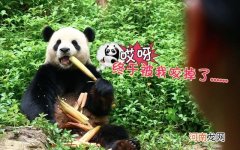 大熊猫只吃竹子是真的吗 大熊猫爱吃的植物有哪些