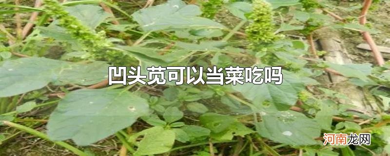 凹头苋可以当菜吃吗