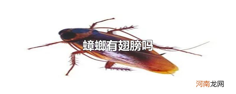 蟑螂有翅膀吗