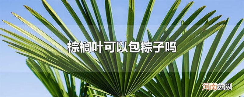 棕榈叶可以包粽子吗