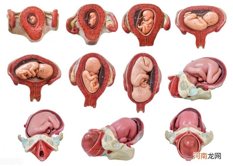 胎宝宝的生长发育 胎儿发育标准对照图