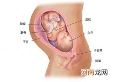 胎儿发育的关键在头三个月