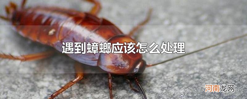 遇到蟑螂应该怎么处理