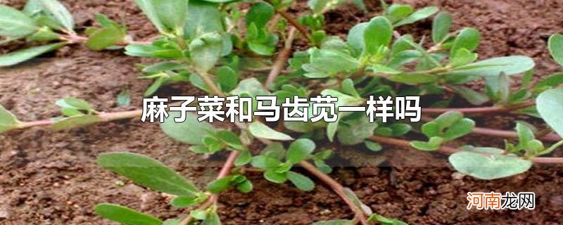 麻子菜和马齿苋一样吗