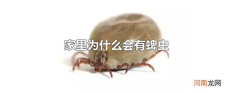 家里为什么会有蜱虫