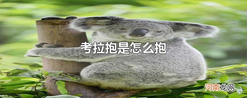 考拉抱是怎么抱