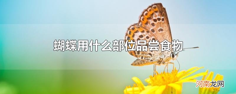 蝴蝶用什么部位品尝食物