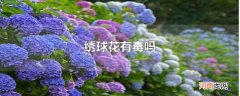 绣球花有毒吗