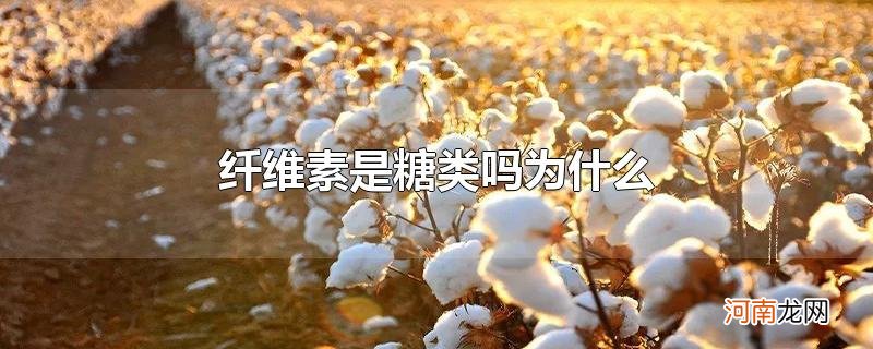 纤维素是糖类吗为什么