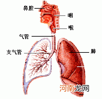 如何诊治新生儿肺炎