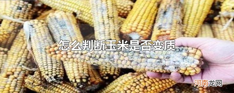 怎么判断玉米是否变质