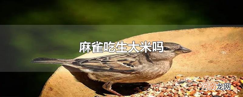 麻雀吃生大米吗