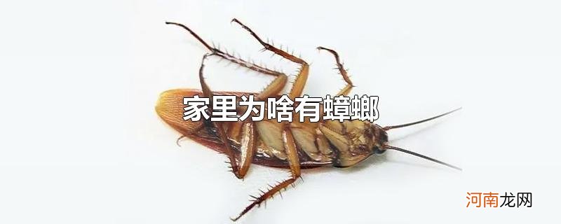 家里为啥有蟑螂