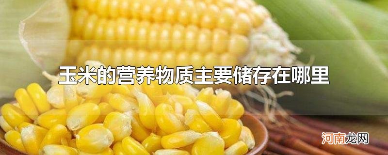 玉米的营养物质主要储存在哪里