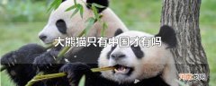 大熊猫只有中国才有吗