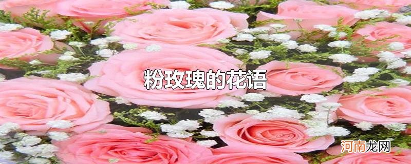 粉玫瑰的花语