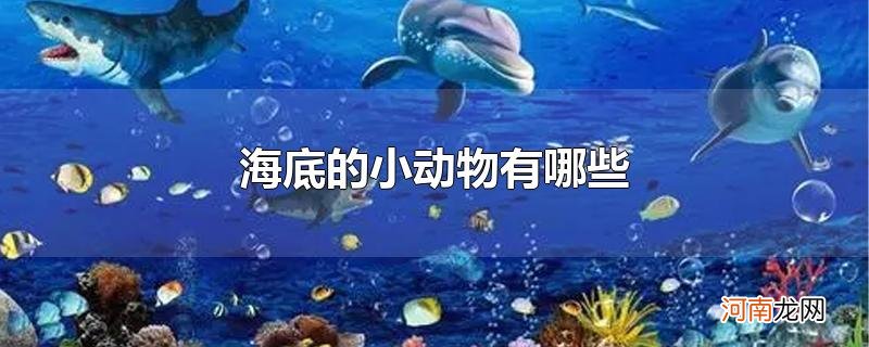 海底的小动物有哪些