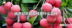 杨贵妃吃的荔枝是什么品种