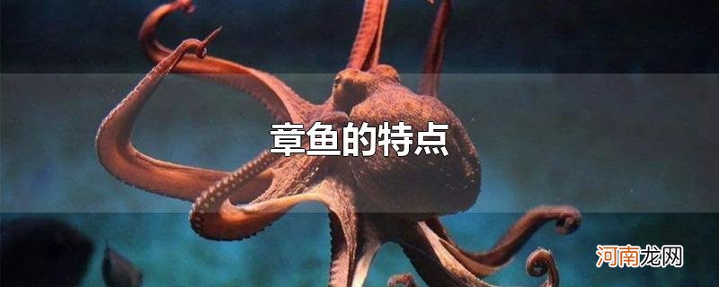 章鱼的特点