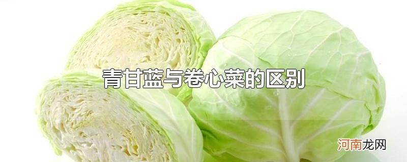 青甘蓝与卷心菜的区别