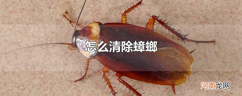 怎么清除蟑螂