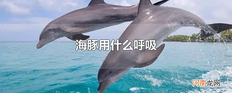 海豚用什么呼吸