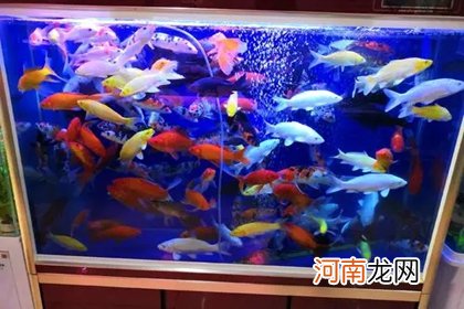 观赏鱼店名字大全 好听的观赏鱼店名字