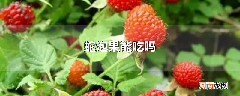 蛇泡果能吃吗