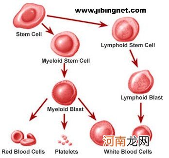 父母职业影响胎儿性别