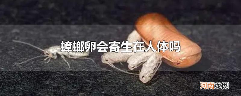 蟑螂卵会寄生在人体吗