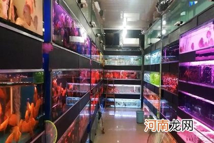 水族店起名字 寓意好的水族店铺名字