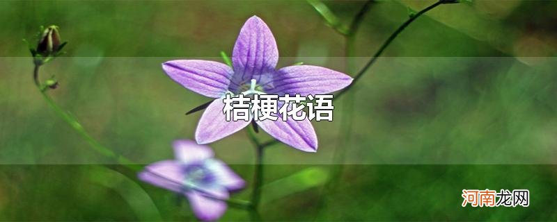 桔梗花语