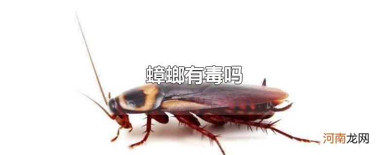 蟑螂有毒吗