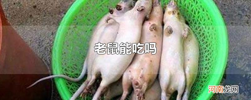 老鼠能吃吗