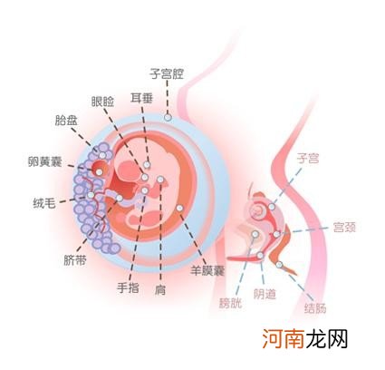 怀孕三个月胎儿图 怀孕第三个月症状有哪些