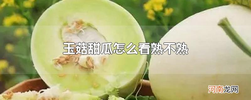 玉菇甜瓜怎么看熟不熟